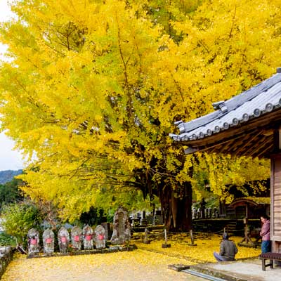 Kosazuke gingko tree in Kosenji Temple